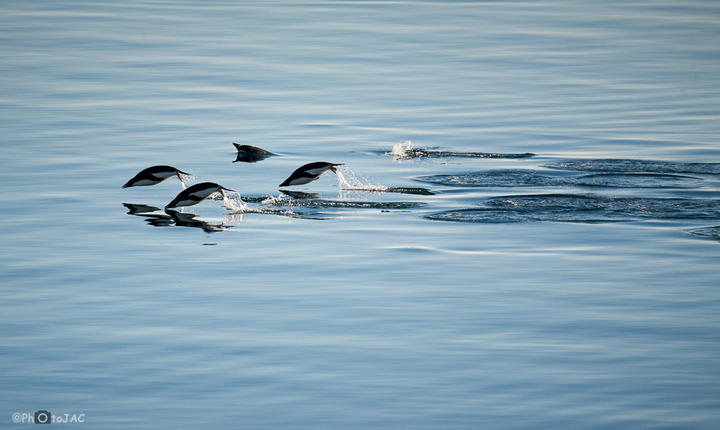 Antártida. Isla Paulet. Pingüinos de Adelia (Pygoscelis adeliae) nadan a gran velocidad, realizando saltos muy parecidos a los de los delfines.