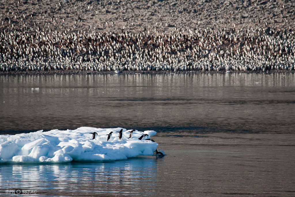 Antártida. Isla Paulet. Un grupo de pingüinos de Adelia (Pygoscelis adeliae) se zambulle en el agua desde un pequeño iceberg. Al fondo se puede apreciar una extensa colonia.