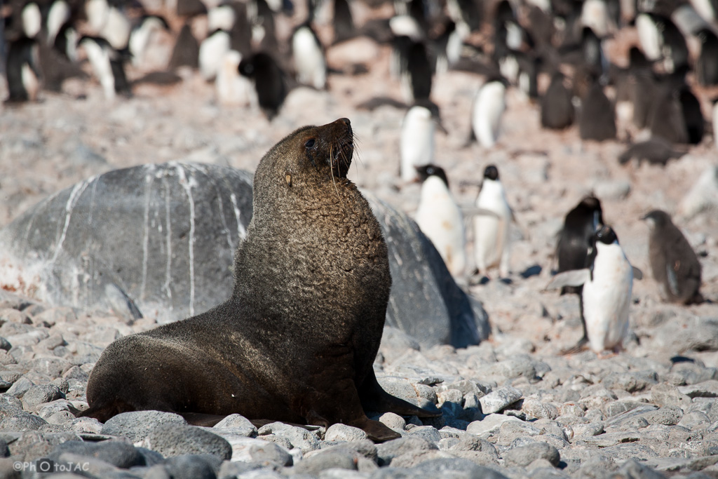 Antártida. Isla Paulet. Lobo marino (Otaria flavescens) y una colonia de pingüinos de Adelia (Pygoscelis adeliae).