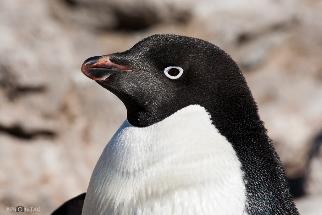 Antártida. Isla Paulet. Pingüino de Adelia (Pygoscelis adeliae).