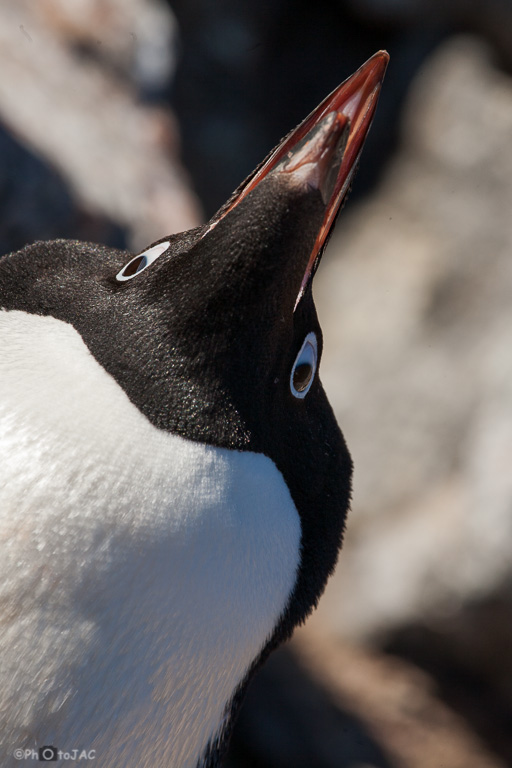 Antártida. Isla Paulet. Un pingüino de Adelia (Pygoscelis adeliae) emite sonidos (una especie de chillido gutural) alzando su pico mientras agita las alas.