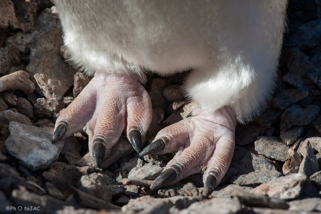 Antártida. Isla Paulet. Pingüino de Adelia (Pygoscelis adeliae). Detalle de las patas palmeadas sobre el nido hecho a base de piedras.