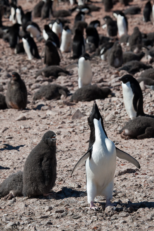 Antártida. Isla Paulet. Un pingüino de Adelia (Pygoscelis adeliae) emite sonidos (una especie de chillido gutural) alzando su pico mientras agita las alas. A su lado un pollo.