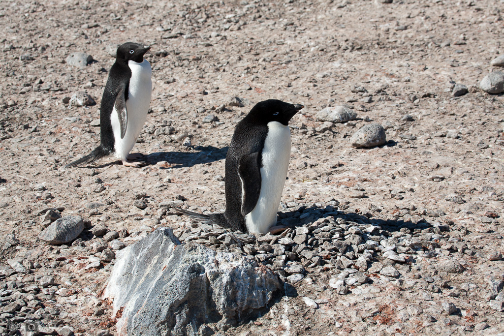 Antártida. Isla Paulet. Pingüinos de Adelia (Pygoscelis adeliae). El más próximo se encuentra en su nido realizado con un grupo de pequeñas piedras, que ellos mismos transportan con el pico.