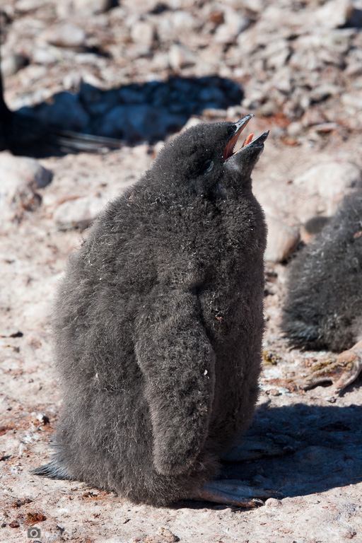 Antártida. Isla Paulet. Pollo de pingüino de Adelia (Pygoscelis adeliae) llamando a sus progenitores.