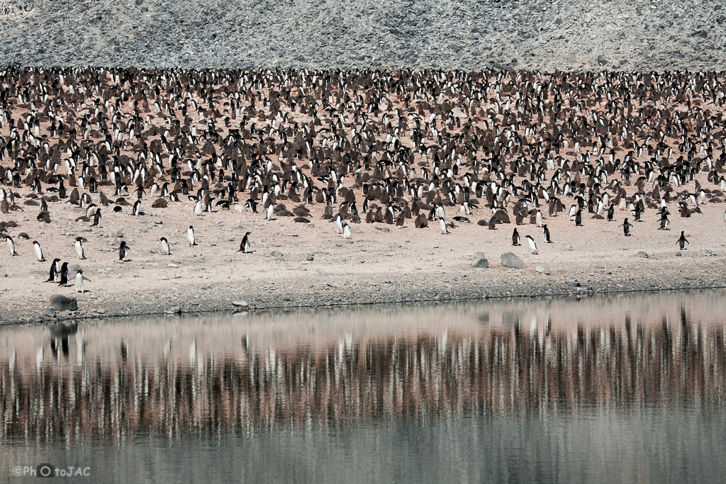 Antártida. Isla Paulet. Extensa colonia de pingüinos de Adelia (Pygoscelis adeliae). Se distinguen claramente los adultos, ejemplares de blanco y negro, de los pollos, con plumón gris.