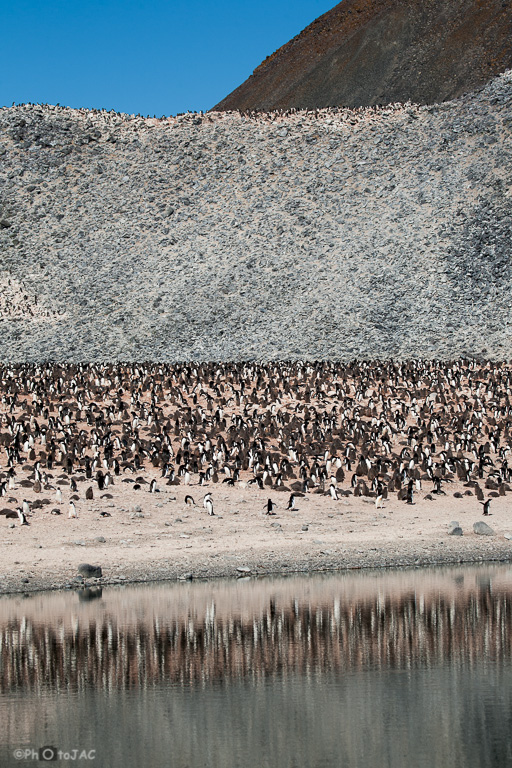 Antártida. Isla Paulet. Extensa colonia de pingüinos de Adelia (Pygoscelis adeliae). Se distinguen claramente los adultos, ejemplares de blanco y negro, de los pollos, con plumón gris. Se puede apreciar otra colonia en lo alto de la ladera.
