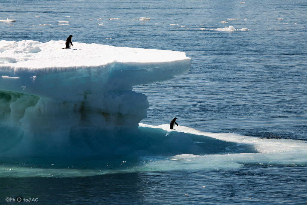 Antártida. Isla Paulet. Dos pingüinos de Adelia (Pygoscelis adeliae) sobre un pequeño iceberg.