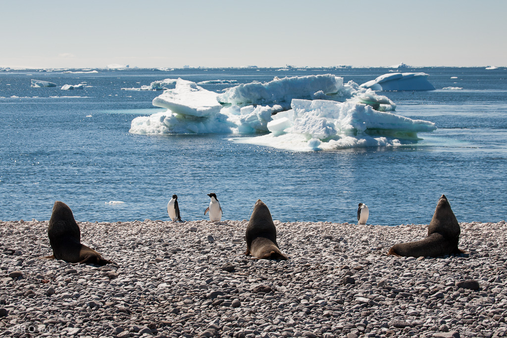 Antártida. Isla Paulet. Tres lobos marinos (Otaria flavescens) y tres pingüinos de Adelia (Pygoscelis adeliae). Tras ellos hay pequeños icebergs, desprendidos de alguno de los numerosos glaciares que hay en los alrededores.