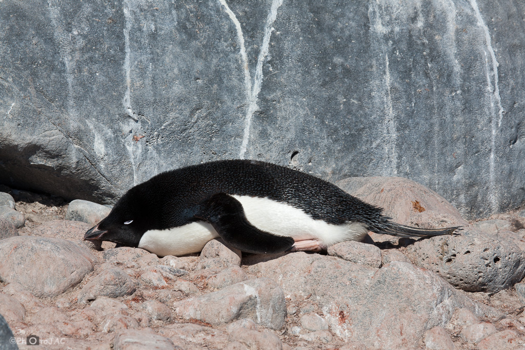Antártida. Isla Paulet. Pingüino de Adelia (Pygoscelis adeliae) descansando.