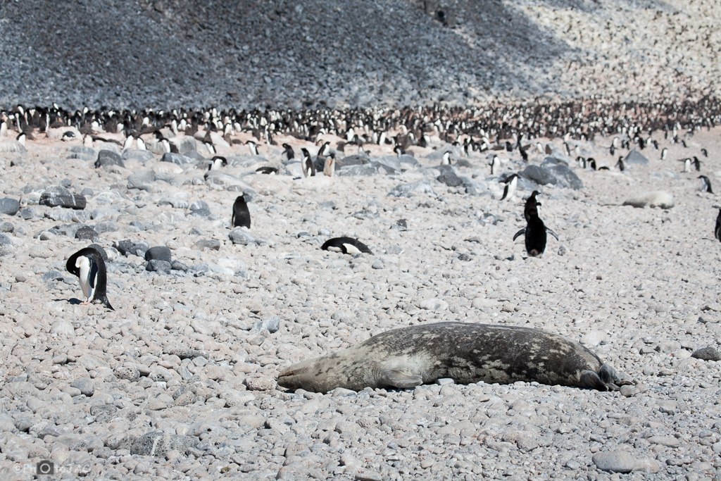 Antártida. Isla Paulet. Una foca de Weddell (Leptonychotes weddelli) descansa próxima a una colonia de pingüinos de Adelia (Pygoscelis adeliae).
