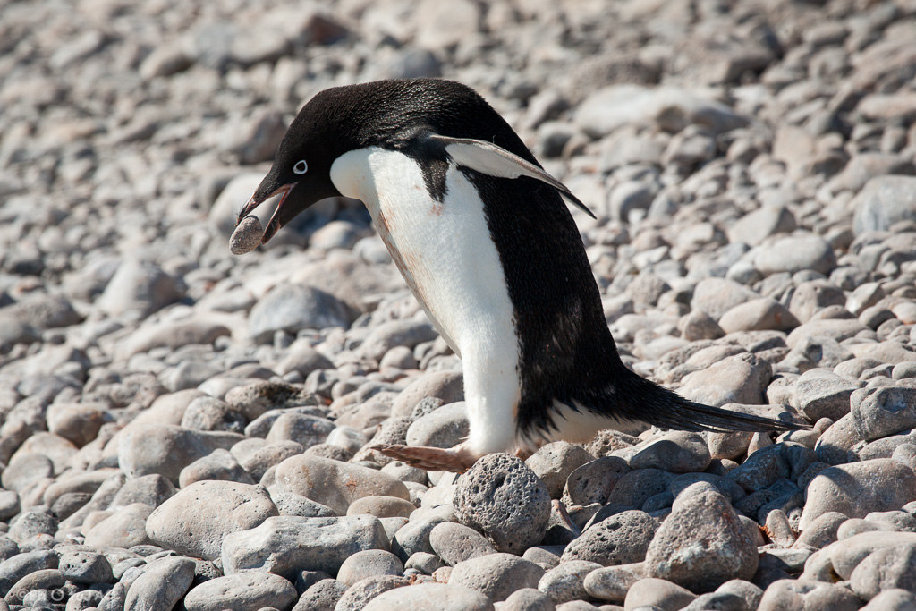 Antártida. Isla Paulet. Un pingüino de Adelia (Pygoscelis adeliae) lleva en el pico una piedra para la construcción del nido, que es una superficie a modo de vol poco profundo hecho con pequeñas piedras bien agrupadas.