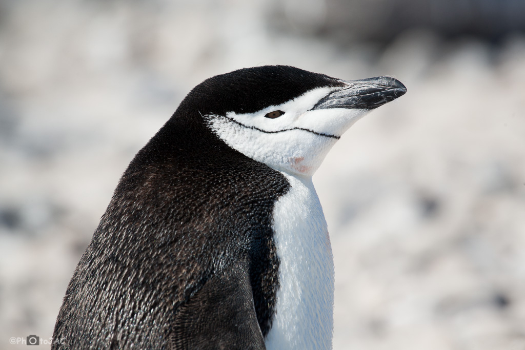 Antártida. Isla Paulet. Pingüino Barbijo o pingüino de Barbijo (Pygoscelis antarctica).