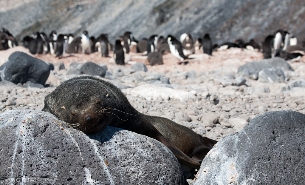 Antártida. Isla Paulet. Lobo marino (Otaria flavescens) durmiendo sobreuna roca. Tras él se puede ver una colonia de pingüinos de Adelia (Pygoscelis adeliae).