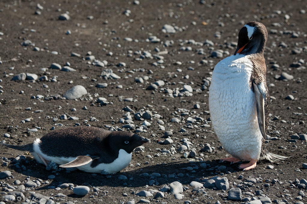 Antártida. Pingüino de Adelia (Pygoscelis adeliae) (izquierda) y pingüino Papúa (Pygoscelis papua) (derecha) en la playa rocosa de Brown Bluff, en la Costa este de la Península Tabarin, al sudoeste del paso Antarctic.<br /><br />Antarctica. Adelie penguin (Pygoscelis adeliae) (left) &amp; Gentoo penguin (Pygoscelis papua) (right) on the rocky beach of Brown Bluff. East coast of Tabarin Peninsula, on the South-western coast of the Antarctic Sound.