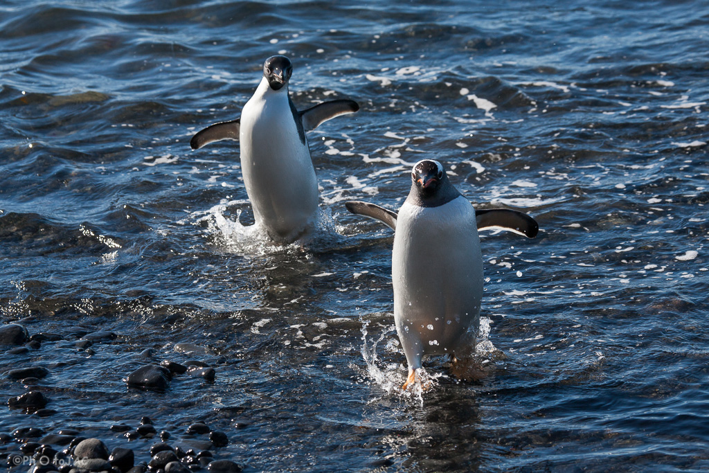 Antártida. Pingüino de Adelia (Pygoscelis adeliae) (izquierda) y pingüino Papúa (Pygoscelis papua) (derecha) saliendo del agua a la playa rocosa de Brown Bluff, en la Costa este de la Península Tabarin, al sudoeste del paso Antarctic.<br /><br />Antarctica. Adelie penguin (Pygoscelis adeliae) (left) &amp; Gentoo penguins (Pygoscelis papua) (right) on the rocky beach of Brown Bluff. East coast of Tabarin Peninsula, on the South-western coast of the Antarctic Sound.