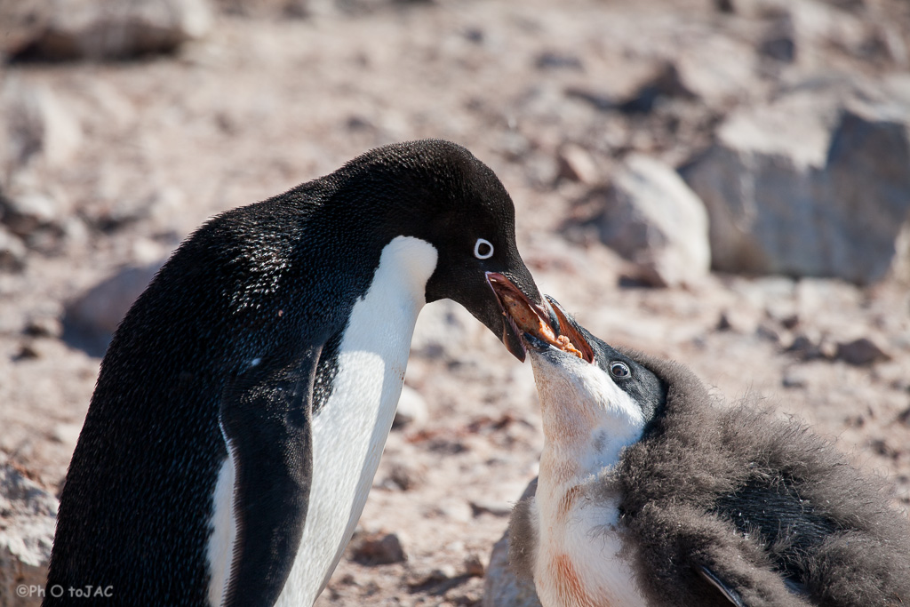 Antártida. Playa rocosa de Brown Bluff, en la Costa este de la Península Tabarin, al sudoeste del paso Antarctic. Un pingüino de Adelia (Pygoscelis adeliae) alimenta a su polluelo regurgitando lo que capturó. Se puede apreciar el trasvase de comida. Las manchas rojizas en el plumaje del polluelo se deben a que las piedras de los nidos y las zonas en que reposan están impregnadas por sus excrementos, que adquieren ese color debido a la dieta casi exclusiva de krill (pequeño crustáceo parecido al camarón). <br /><br />Antarctica. Adelie penguin (Pygoscelis adeliae) on the rocky beach of Brown Bluff. East coast of Tabarin Peninsula, on the South-western coast of the Antarctic Sound.
