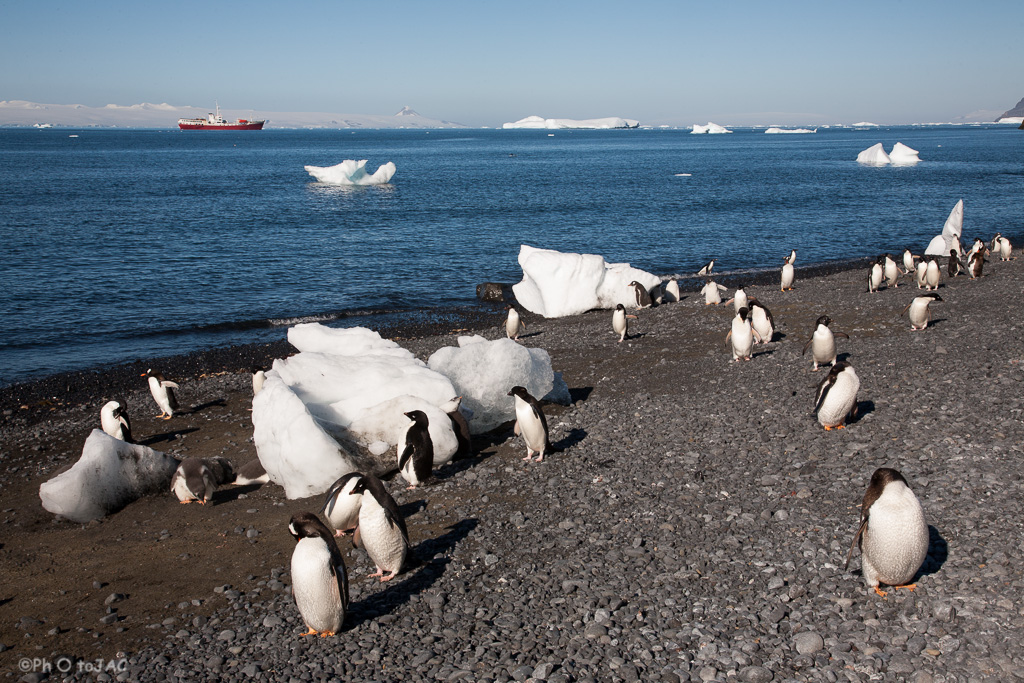 Antártida. Pingüinos de Adelia (Pygoscelis adeliae) y pingüinos Papúa (Pygoscelis papua) en la playa rocosa de Brown Bluff, en la Costa este de la Península Tabarin, al sudoeste del paso Antarctic. Al fondo un barco turístico.<br /><br />Antarctica. Adelie penguins (Pygoscelis adeliae)  &amp; Gentoo penguins (Pygoscelis papua) on the rocky beach of Brown Bluff. East coast of Tabarin Peninsula, on the South-western coast of the Antarctic Sound.
