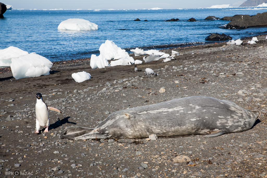 Antártida. Foca de Weddell (Leptonychotes weddelli) y pingüino de Adelia (Pygoscelis adeliae) en la playa rocosa de Brown Bluff, en la Costa este de la Península Tabarin, al sudoeste del paso Antarctic.<br /><br />Antarctica. Weddell seal (Leptonychotes weddelli) &amp; Adelie penguin (Pygoscelis adeliae) on the rocky beach of Brown Bluff. East coast of Tabarin Peninsula, on the South-western coast of the Antarctic Sound.