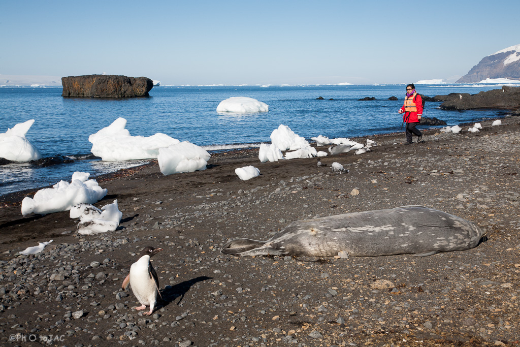 Antártida. Una turista japonesa acercándose a una foca de Weddell (Leptonychotes weddelli) y un pingüino de Adelia (Pygoscelis adeliae) en la playa rocosa de Brown Bluff, en la Costa este de la Península Tabarin, al sudoeste del paso Antarctic.<br /><br />Antarctica. Weddell seal (Leptonychotes weddelli) &amp; Adelie penguin (Pygoscelis adeliae) on the rocky beach of Brown Bluff. East coast of Tabarin Peninsula, on the South-western coast of the Antarctic Sound.