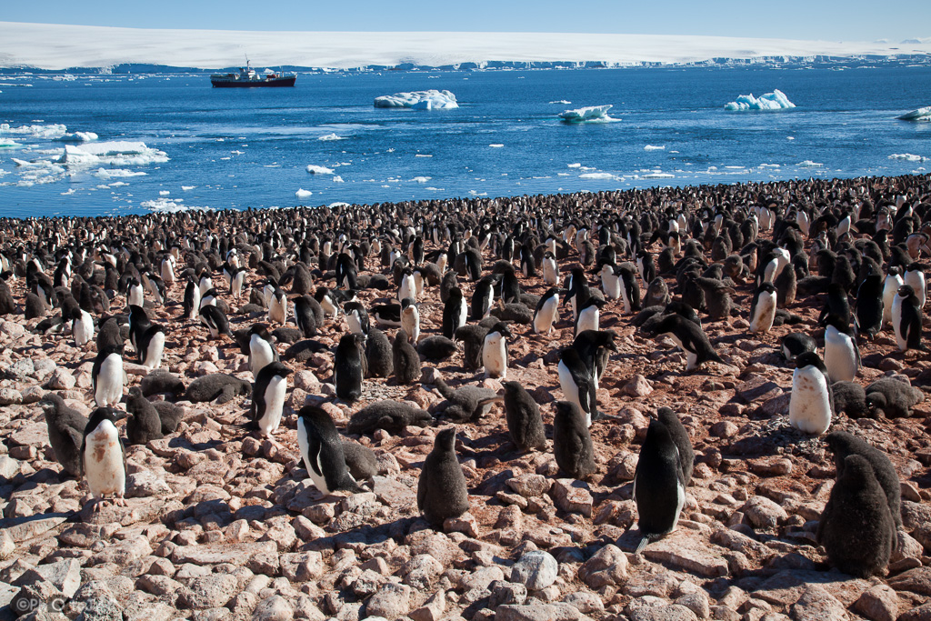 Antártida. Isla Paulet. Extensa colonia de pingüinos de Adelia (Pygoscelis adeliae). Se aprecian grupos de pollos ya que cuando éstos alcanzan el mes de edad se reunen, a modo de guarderías, mientras los padres están fuera buscando alimento. Las manchas rojizas en el plumaje de algunos pingüinos se deben a que las piedras de los nidos y las zonas en que reposan están impregnadas por sus excrementos, que adquieren ese color debido a la dieta casi exclusiva de krill (pequeño crustáceo parecido al camarón). Al fondo se ve el rompehielos "Antarctic Dream" y tras él la costa helada de la isla Dundee.