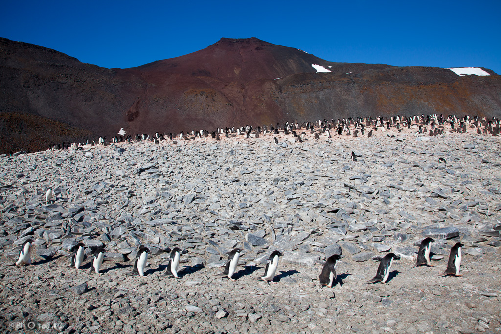 Antártida. Isla Paulet. Un pequeño grupo de pingüinos de Adelia (Pygoscelis adeliae) camina en fila, lo que resulta algo cómico. Al fondo hay una colonia de estos pingüinos y se ven algunos pollos.