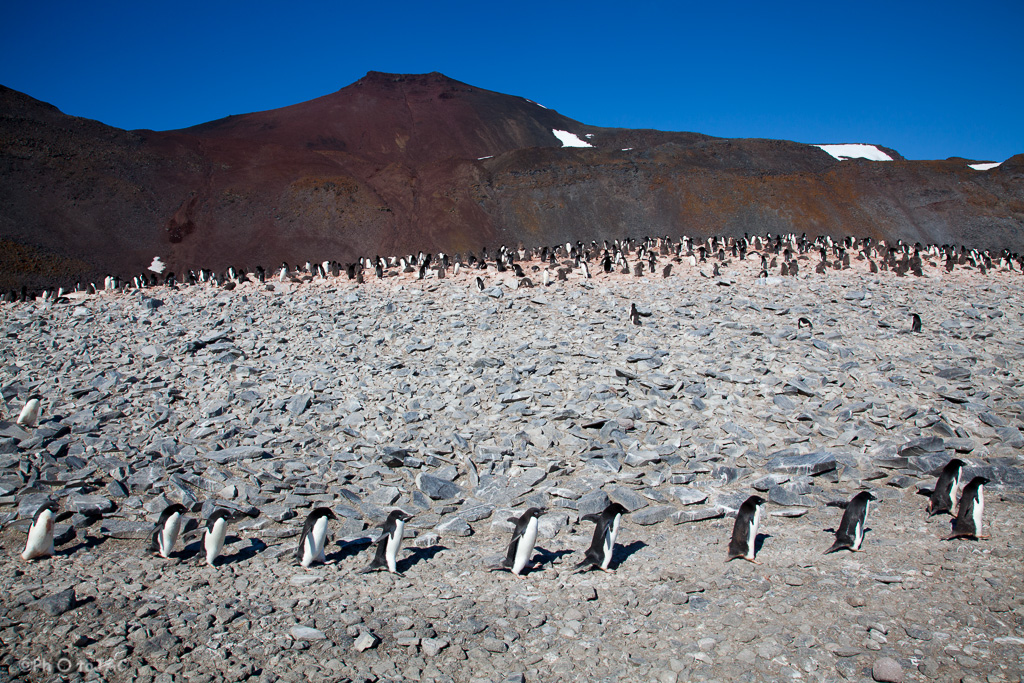 Antártida. Isla Paulet. Un pequeño grupo de pingüinos de Adelia (Pygoscelis adeliae) camina en fila, lo que resulta algo cómico. Al fondo hay una colonia de estos pingüinos y se ven algunos pollos.