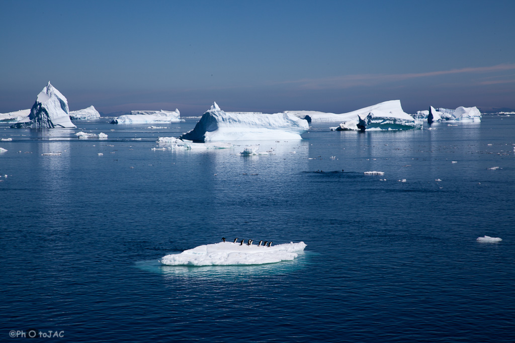 Antártida. Isla Paulet. Un pequeño grupo de pingüinos de Adelia (Pygoscelis adeliae) sobre un bloque de hielo flotante. Al fondo se ven algunos icebergs.