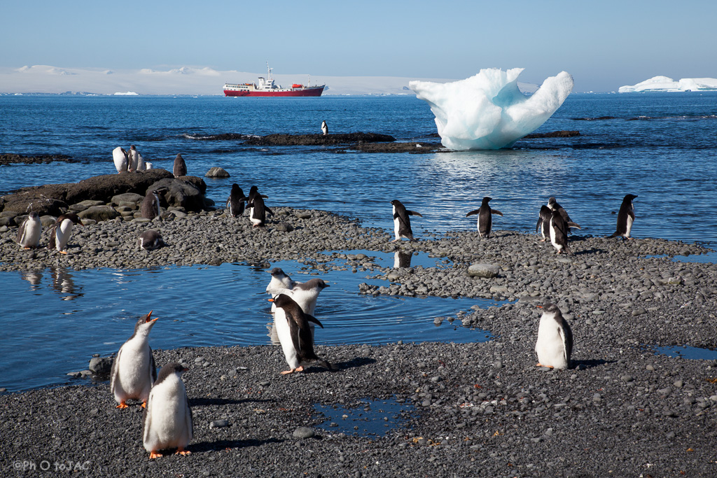 Antártida. Pingüinos de Adelia (Pygoscelis adeliae) y pingüinos papua (pygoscelis papua) en la playa rocosa de Brown Bluff, en la Costa este de la Península Tabarin, al sudoeste del paso Antarctic. Al fondo el rompehielos "Antarctic Dream".<br /><br />Antarctica. Adelie penguins (Pygoscelis adeliae) &amp; gentoo penguins (Pygoscelis papua) on the rocky beach of Brown Bluff. East coast of Tabarin Peninsula, on the South-western coast of the Antarctic Sound.