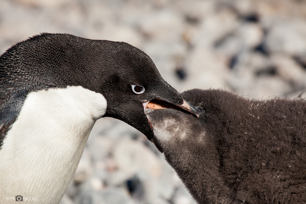 Antártida. Playa rocosa de Brown Bluff, en la Costa este de la Península Tabarin, al sudoeste del paso Antarctic. Un pingüino de Adelia (Pygoscelis adeliae) alimenta a su polluelo regurgitando lo que capturó, que mayormente habrá sido krill (un pequeño crustáceo parecido al camarón). Se puede apreciar la transferencia de la comida, de tono rosaceo.<br /><br />Antarctica. Adelie penguin (Pygoscelis adeliae) on the rocky beach of Brown Bluff. East coast of Tabarin Peninsula, on the South-western coast of the Antarctic Sound.