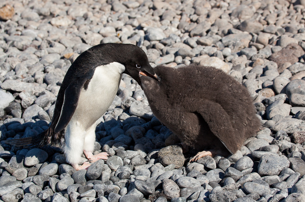 Antártida. Playa rocosa de Brown Bluff, en la Costa este de la Península Tabarin, al sudoeste del paso Antarctic. Un pingüino de Adelia (Pygoscelis adeliae) alimenta a su polluelo regurgitando lo que capturó, que mayormente habrá sido krill (un pequeño crustáceo parecido al camarón). Se puede apreciar la transferencia de la comida, de tono rosaceo.<br /><br />Antarctica. Adelie penguin (Pygoscelis adeliae) on the rocky beach of Brown Bluff. East coast of Tabarin Peninsula, on the South-western coast of the Antarctic Sound.