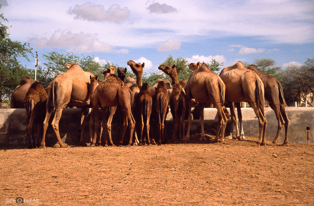 Bikaner (Estado de Rajastán). Granja de camellos.