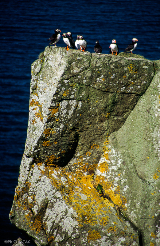 Isla de Mykines. Los frailecillos (Fratercula arctica) son, sin duda, los grandes protagonistas de cualquier paseo por esta isla durante los meses de verano.