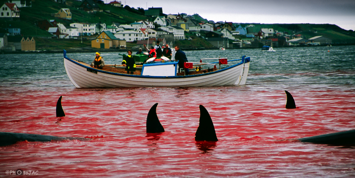 Isla de Suduroy. Matanza de 30 ballenas piloto en la bahía de Tvoroyri.