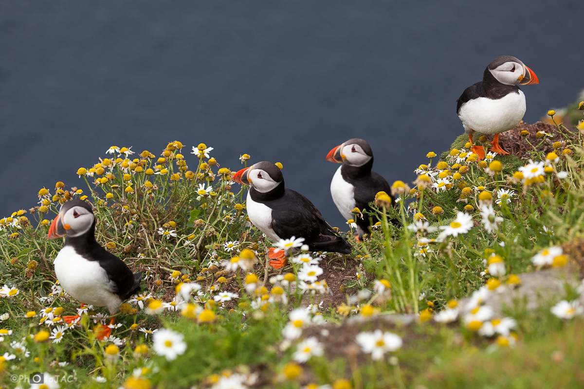 Escocia. Islas Shetland. Sumburgh Head. Frailecillos (Fratercula arctica) en su habitat: los acantilados marinos.