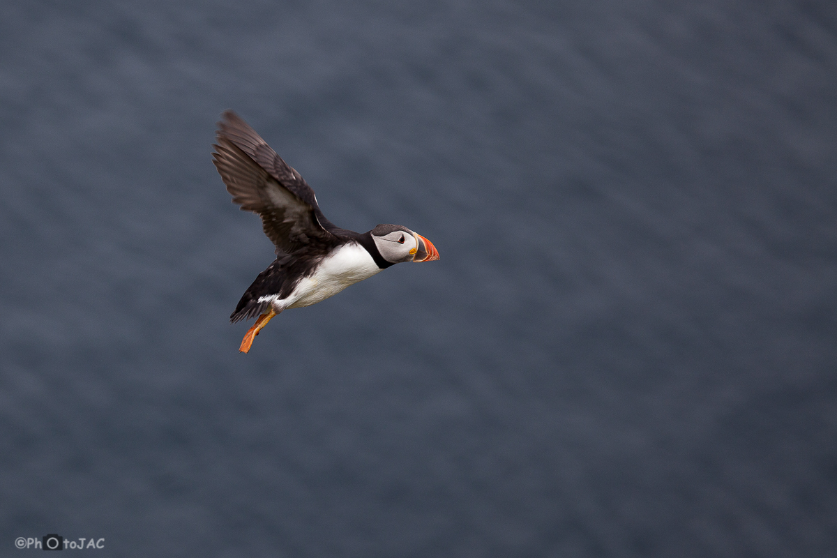Escocia. Islas Shetland. Sumburgh Head. Frailecillos (Fratercula arctica) en vuelo.