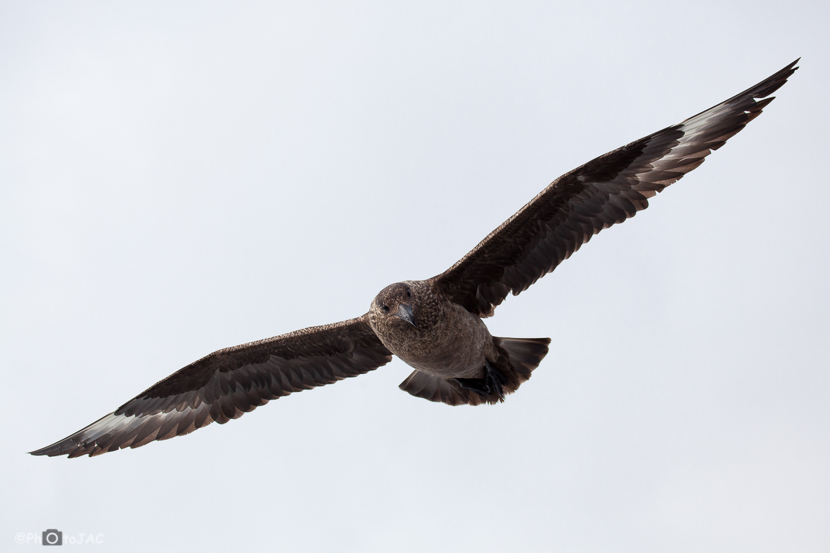 Escocia. Islas Shetland. Págalo grande (Catharacta Skua o Stercorarius Skua) en vuelo.
