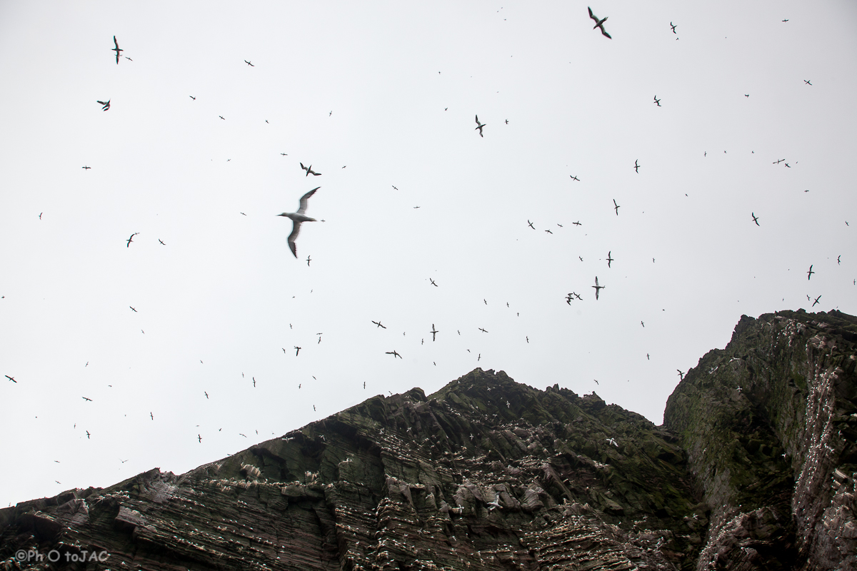 Escocia. Islas Shetland. Centenares de alcatraces atlánticos sobrevuelan los acantilados en los que se asientan sus colonias.