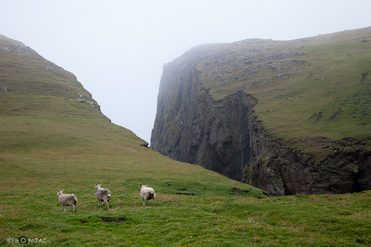 Escocia. Fair isle. Detalle de las praderías en las que pastan las ovejas, literalmente al borde del abismo.