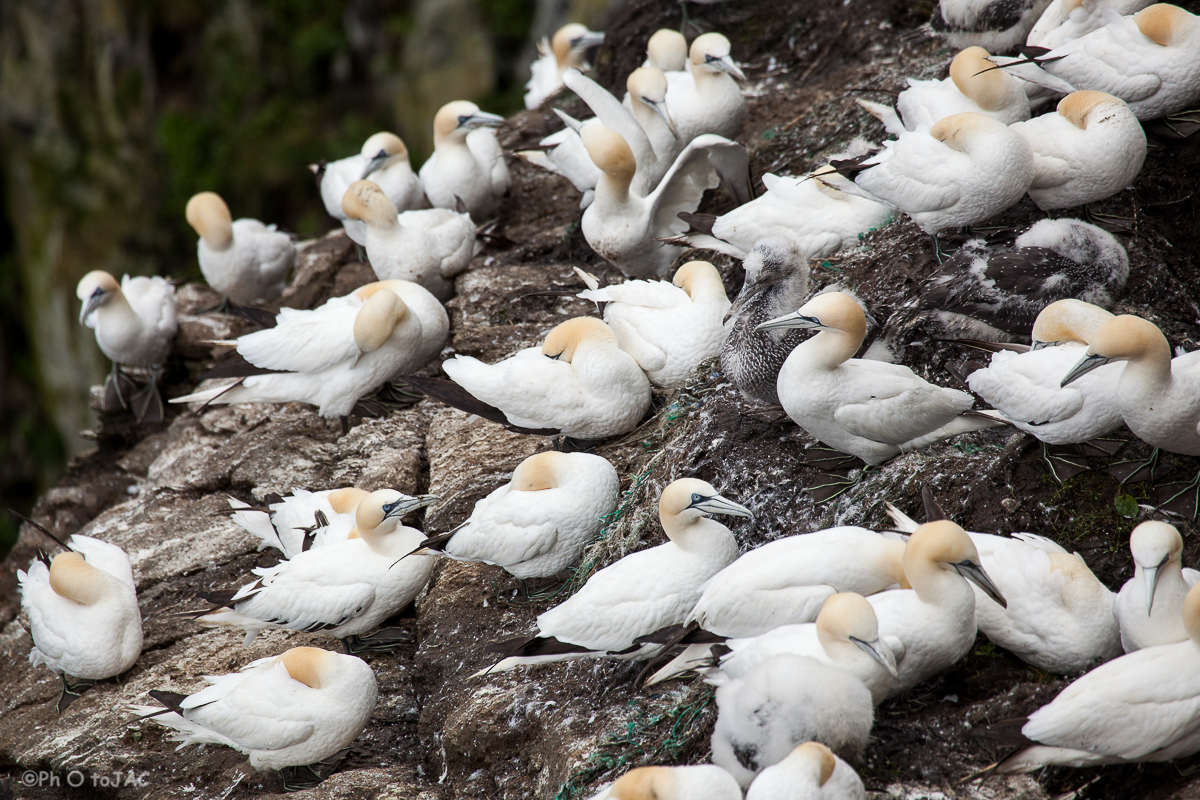 Reserva Natural de Hermaness, en el extremo norte de la isla de Unst. Grandes colonias de alcatraz atlántico (Morus bassanus) y otras aves marinas habitan aquí durante los meses de verano.