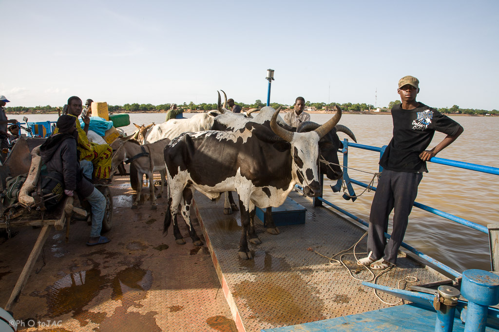 Segou (Mali). Embarcación cruzando el río Niger, transportando pasajeros y ganado desde Segou a una aldea de etnia bozo en la orilla opuesta.