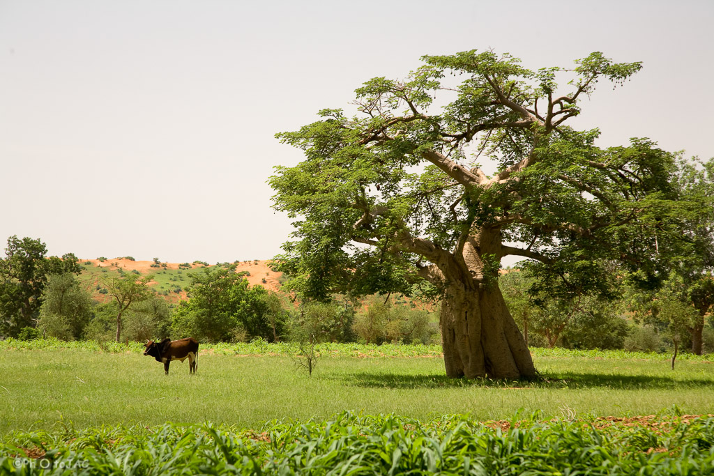 Aldea de Amani. País Dogón. Mali. Vaca y baobab (adansonia digitata).