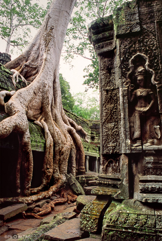Camboya. Templos de Angkor (provincia de Siem Reap). Templo de Ta Prohm y bajorrelieve de una "apsara" (bailarina de la mitología hindú). Los árboles (banianos o "banyan") abrazando las paredes ruinosas dan al templo un aspecto surrealista.