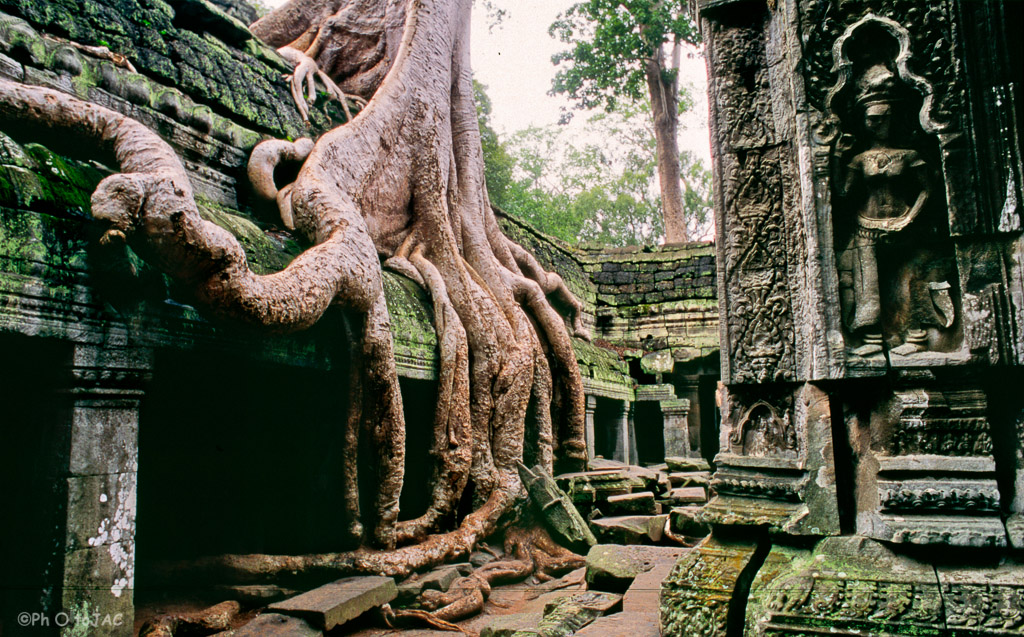 Camboya. Templos de Angkor (provincia de Siem Reap). Templo de Ta Prohm y bajorrelieve de una "apsara" (bailarina de la mitología hindú). Los árboles (banianos o "banyan") abrazando las paredes ruinosas dan al templo un aspecto surrealista.