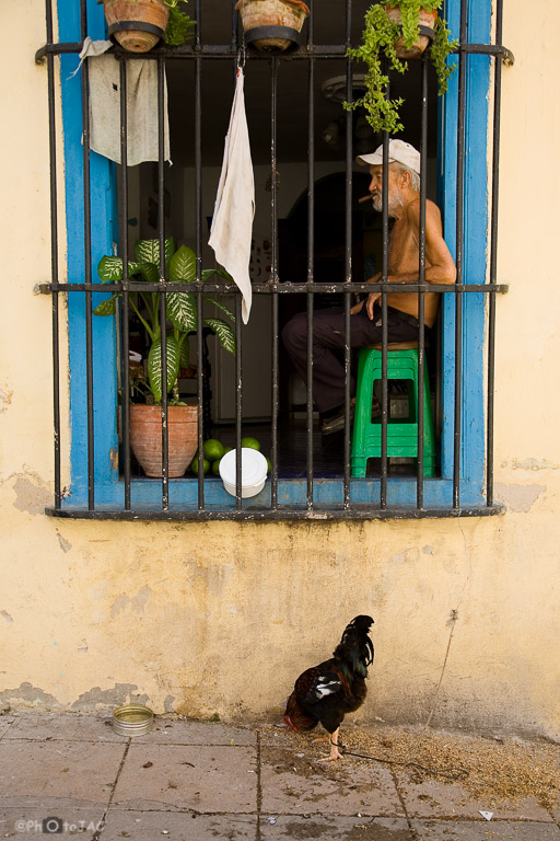 Estampa de La Habana. Un hombre fuma un habano en su casa junto a la ventana. Tiene un gallo atado comiendo pienso en la calle.