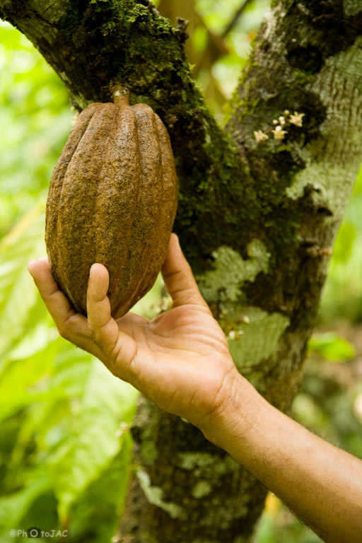Baracoa (provincia de Guantánamo). Fruto del cacao durante la ascensión al pico "El Yunque" (569 m.).
