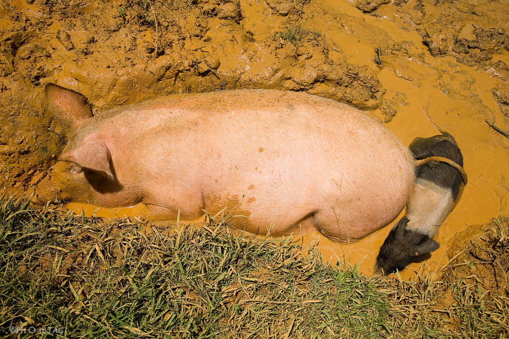 Valle de Viñales (Pinar del Rio). Cerdos en su habitual baño de barro