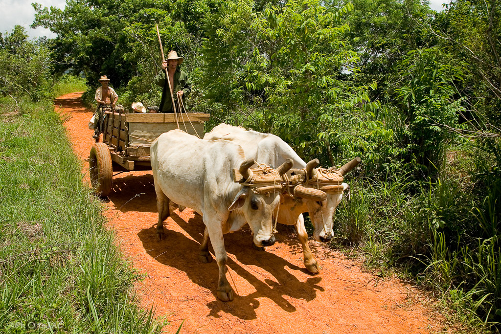 Valle de Viñales (Pinar del Río). Campesinos se aproximan en carro a la localidad de Viñales.