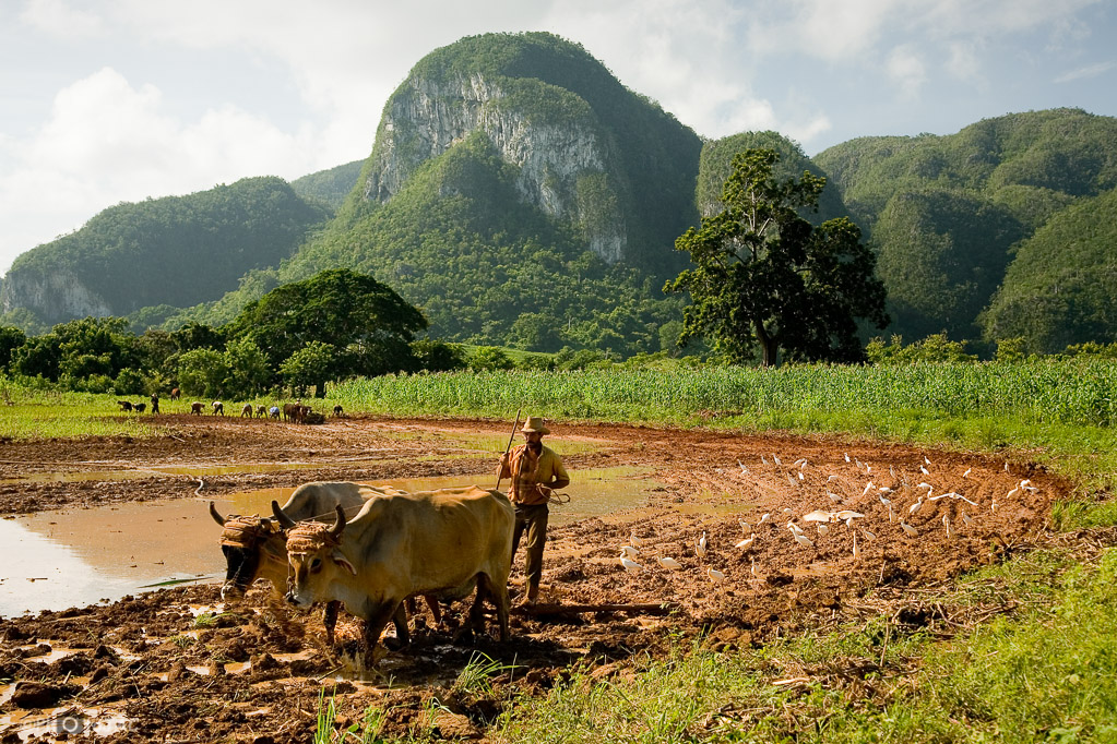 Valle de Viñales (Pinar del Río). Un campesino prepara el campo para la plantación de arroz. Al fondo los mogotes (montañas de piedra caliza) característicos de la zona.