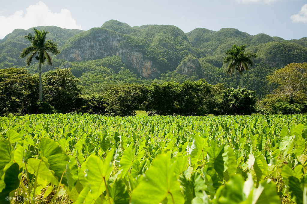 Valle de Viñales (Pinar del Rio). Plantación de malanga (tubérculo habitual en Cuba).